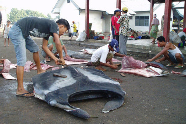 SAVE OUR SHARKS! ( RCTI PROPAGANDA MAKAN HIU )