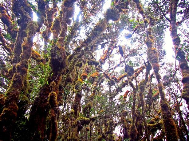 Because It's There: Sebuah Catatan Perjalanan Pendakian Titik Tertinggi Sulawesi