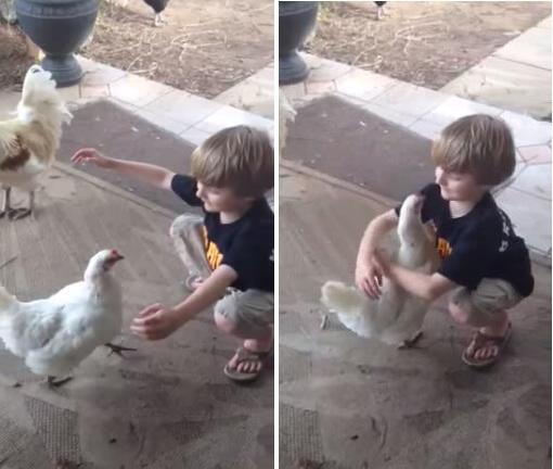 Apakah ayam punya rasa kasih sayang terhadap manusia? Jawabannya YA, ini buktinya.