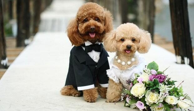 12 Alasan Piara Anjing Lebih Baik ketimbang Punya Pacar
