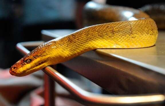 13 Fakta Menarik tentang Ular