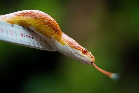 13 Fakta Menarik tentang Ular