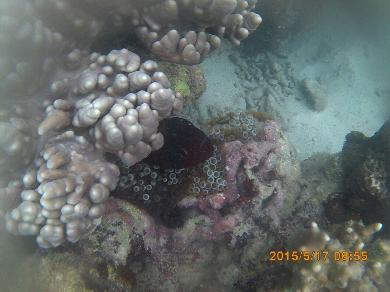 &#91;FR&#93; Explore Pahawang 15 - 17 Mei 2015