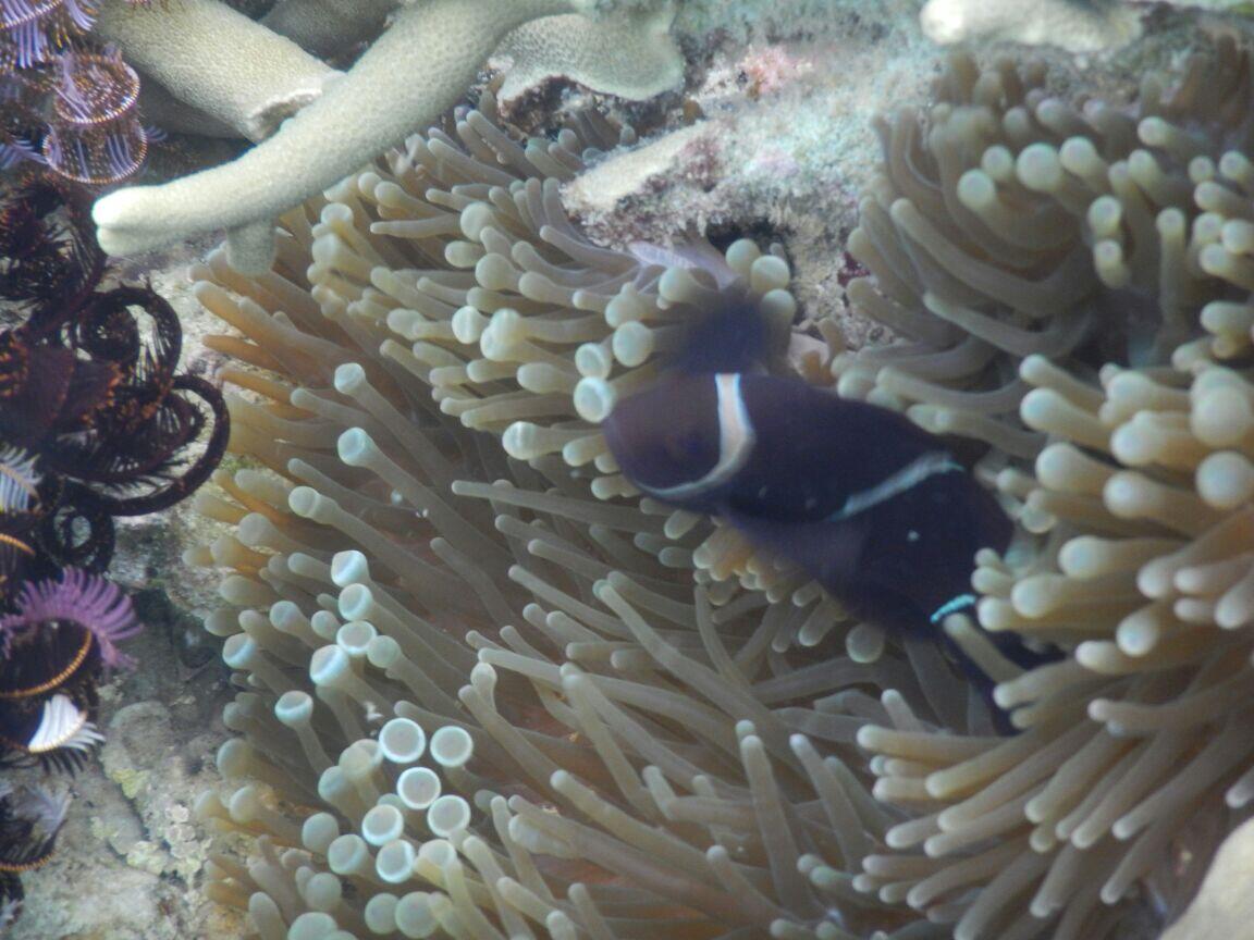 &#91;FR&#93; Explore Pahawang 15 - 17 Mei 2015