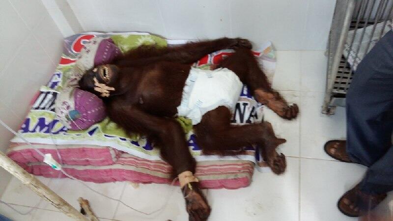 Orangutan di Padang Tewas Usai Diperkosa secara Brutal