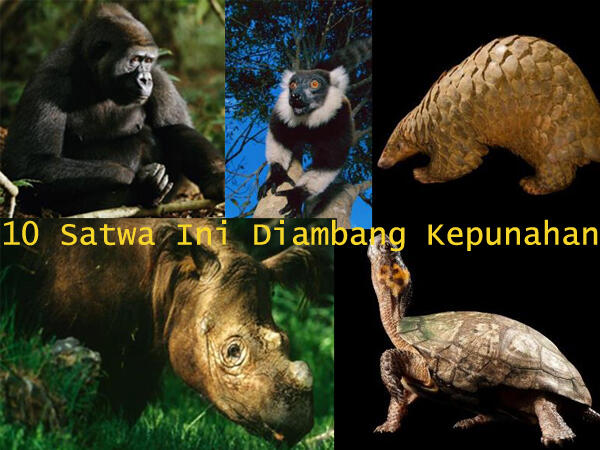 10 Satwa Ini Diambang Kepunahan Gansis!