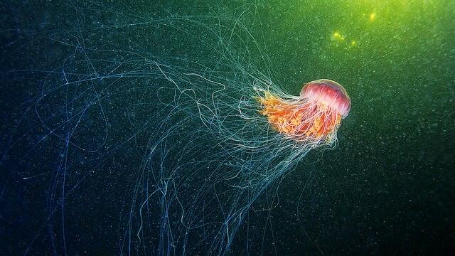 Lion's Mane Jellyfish - Hewan Laut Terpanjang &#91;PICT&#93;