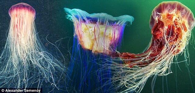 Lion's Mane Jellyfish - Hewan Laut Terpanjang &#91;PICT&#93;