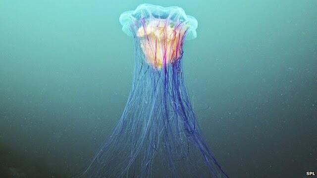 Lion's Mane Jellyfish - Hewan Laut Terpanjang &#91;PICT&#93;