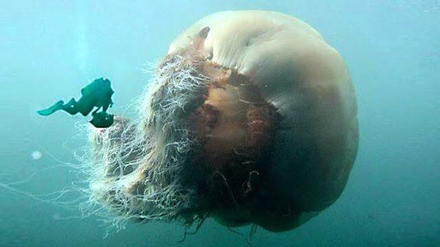 Lion's Mane Jellyfish - Hewan Laut Terpanjang &#91;PICT&#93;