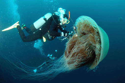 Lion's Mane Jellyfish - Hewan Laut Terpanjang &#91;PICT&#93;