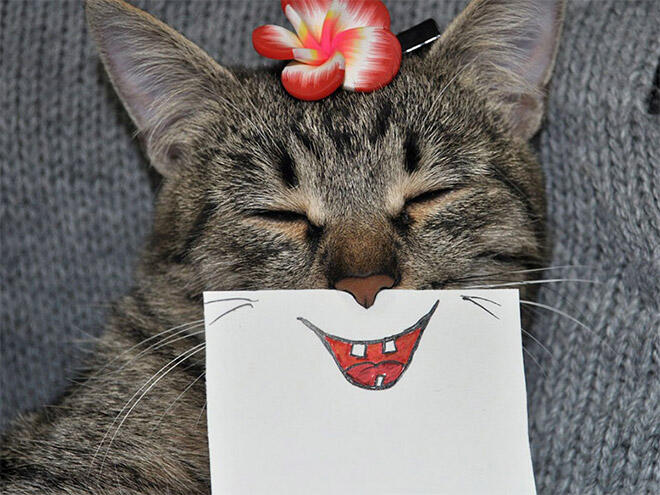 Menggemaskan! Kucing dengan Mulut Kartun