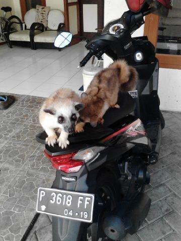 Musang Akar, Musang Lemur asli Indonesia!