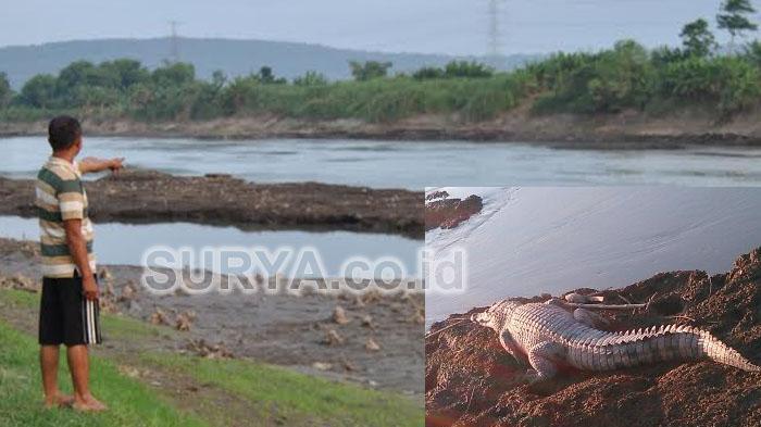 Wow, Puluhan Buaya Berjemur di Kali Porong Sidoarjo