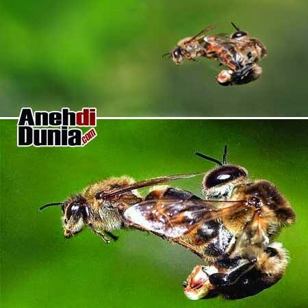 KDRT Di Dunia Hewan