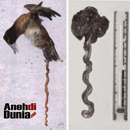 KDRT Di Dunia Hewan