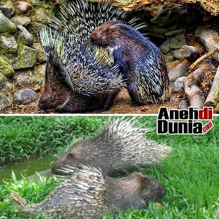 KDRT Di Dunia Hewan