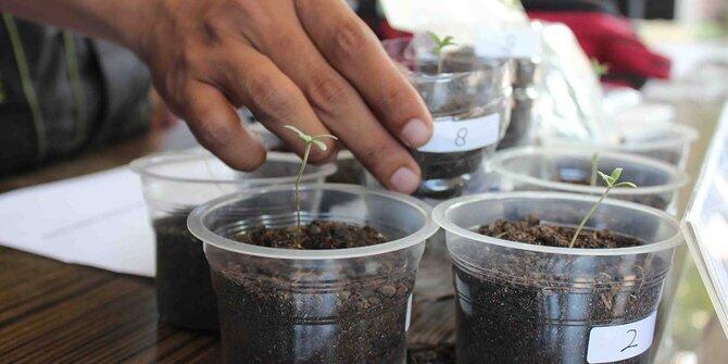 Mahasiswa di Malang Jadi Produsen Ganja, Beli Bibitnya via Online
