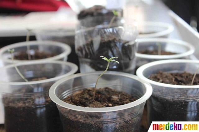 Mahasiswa di Malang Jadi Produsen Ganja, Beli Bibitnya via Online