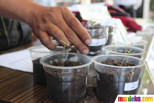 Mahasiswa di Malang Jadi Produsen Ganja, Beli Bibitnya via Online