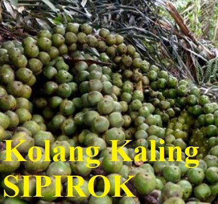 Kolang Kaling Medan - Sipirok