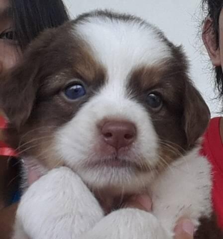 Tanya Jenis Anjing
