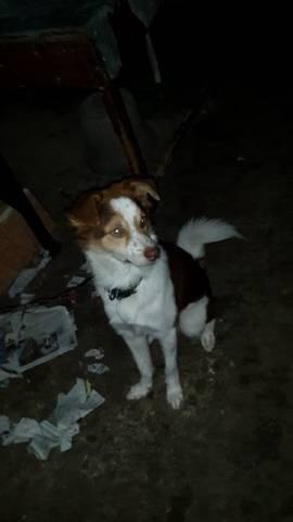Tanya Jenis Anjing