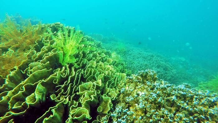 JELAJAH PULAU PAHAWANG COTTAGE AC CUMA 400 RIBU 12 - 14 JUNI 2015