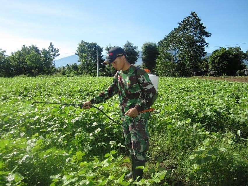 Tentara ini Tak Hanya Tangguh Jaga Perbatasan di NTT, Tapi Sukses Bina Petani 