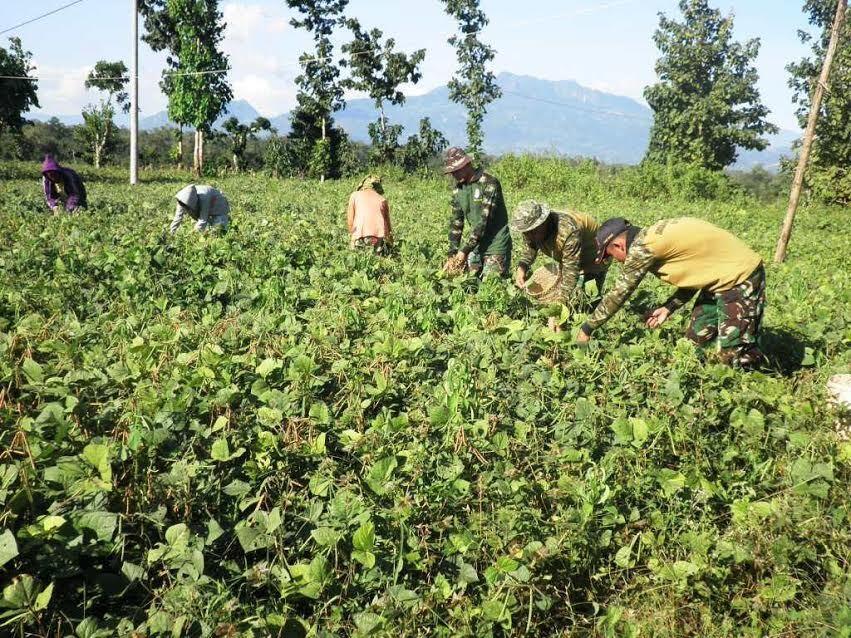 Tentara ini Tak Hanya Tangguh Jaga Perbatasan di NTT, Tapi Sukses Bina Petani 