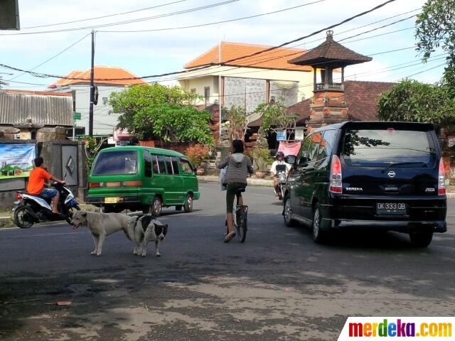 Sepasang Anjing Kawin di Tengah Jalan Bikin Heboh Warga Denpasar