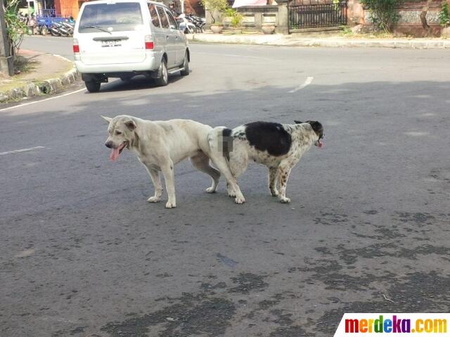 Sepasang Anjing Kawin di Tengah Jalan Bikin Heboh Warga Denpasar