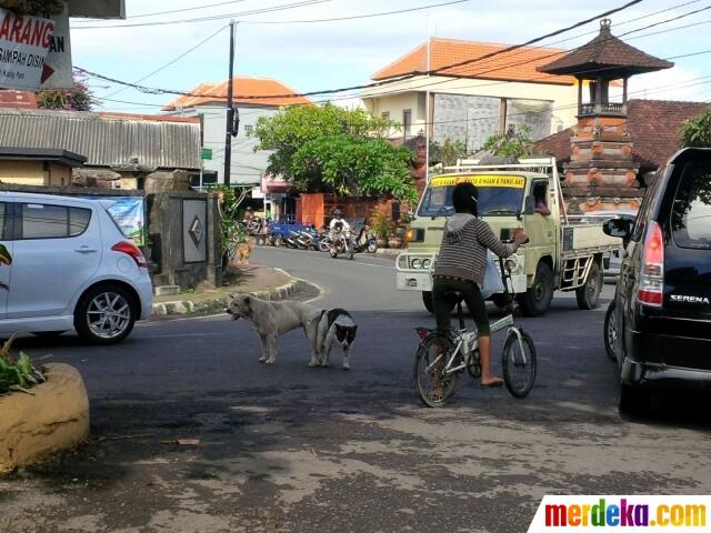 Sepasang Anjing Kawin di Tengah Jalan Bikin Heboh Warga Denpasar