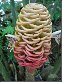 10 Tanaman Teraneh, Terlangka