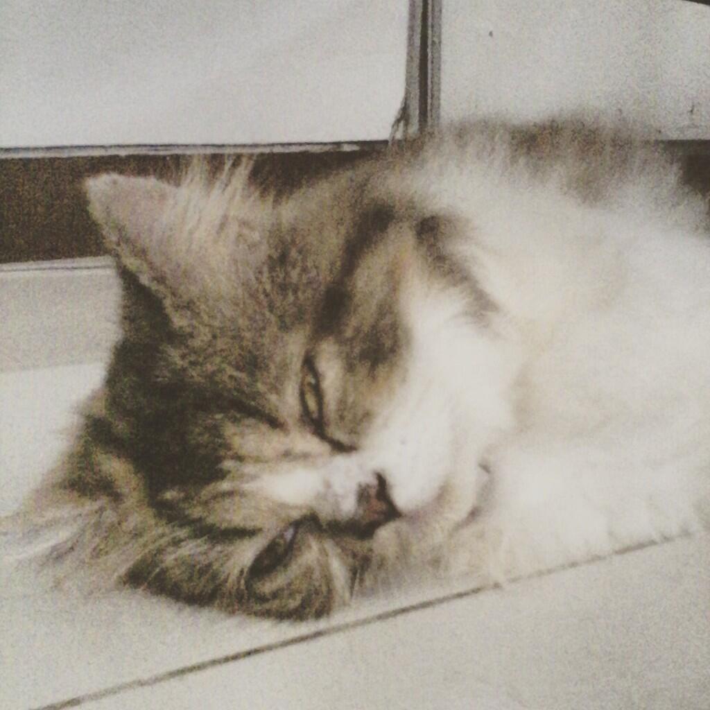 kenalin nih gan kucing-kucing saya