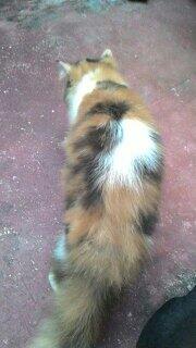 kenalin nih gan kucing-kucing saya