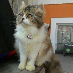 kenalin nih gan kucing-kucing saya