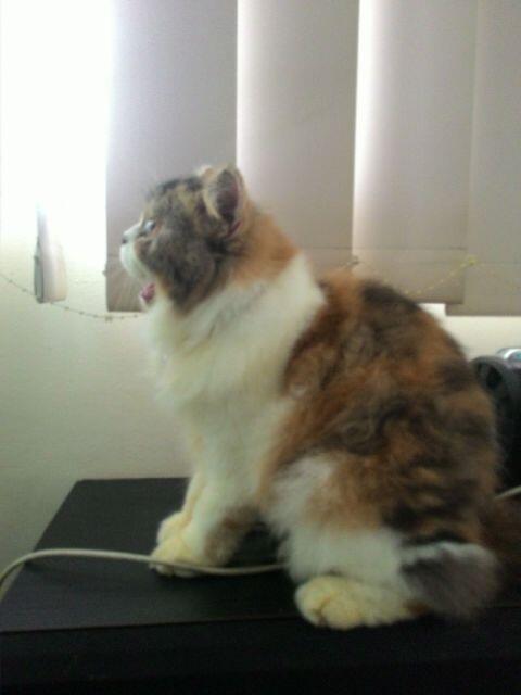 kenalin nih gan kucing-kucing saya