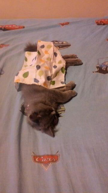 kenalin nih gan kucing-kucing saya