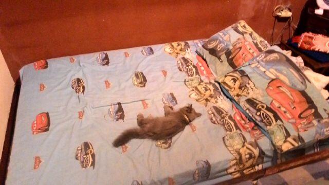 kenalin nih gan kucing-kucing saya