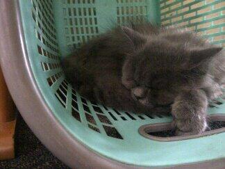 kenalin nih gan kucing-kucing saya