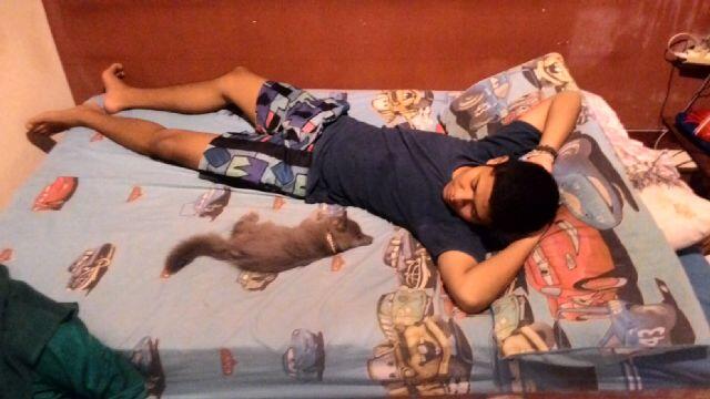 kenalin nih gan kucing-kucing saya