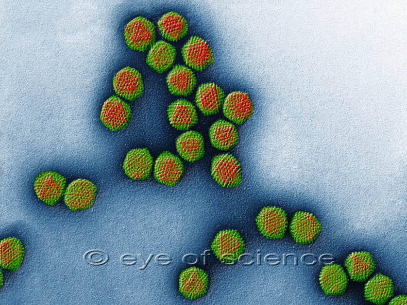 Adenovirus