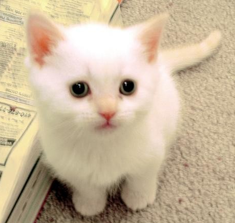 Hati-hati memelihara Kucing, Mata anda bisa buta