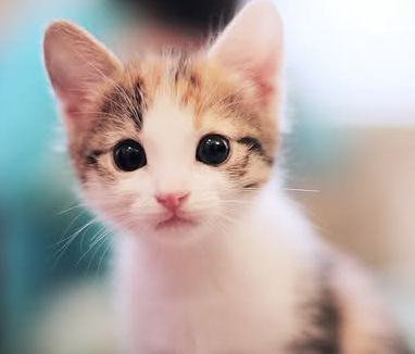 Hati-hati memelihara Kucing, Mata anda bisa buta