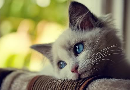 Hati-hati memelihara Kucing, Mata anda bisa buta