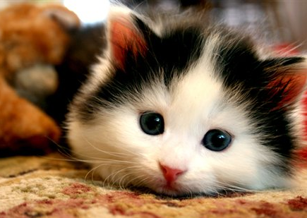 Hati-hati memelihara Kucing, Mata anda bisa buta