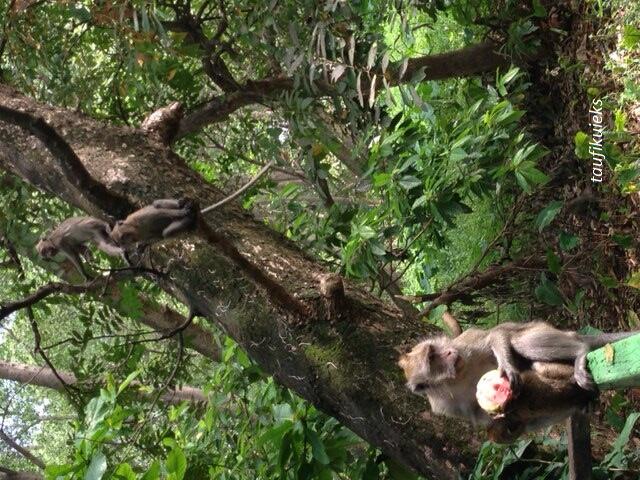 Siapa Berani Bermain Bersama Monyet di Alam Liar? Yuk ke Muara Angke!