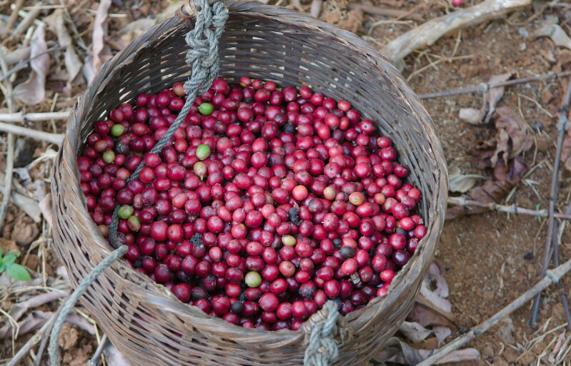 Penikmat kopi masuk !!!