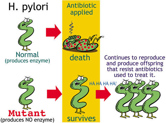 Mekanisme Kerja Antibiotik